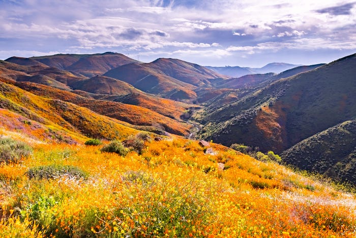 Fire poppies blooming in the California mountains.